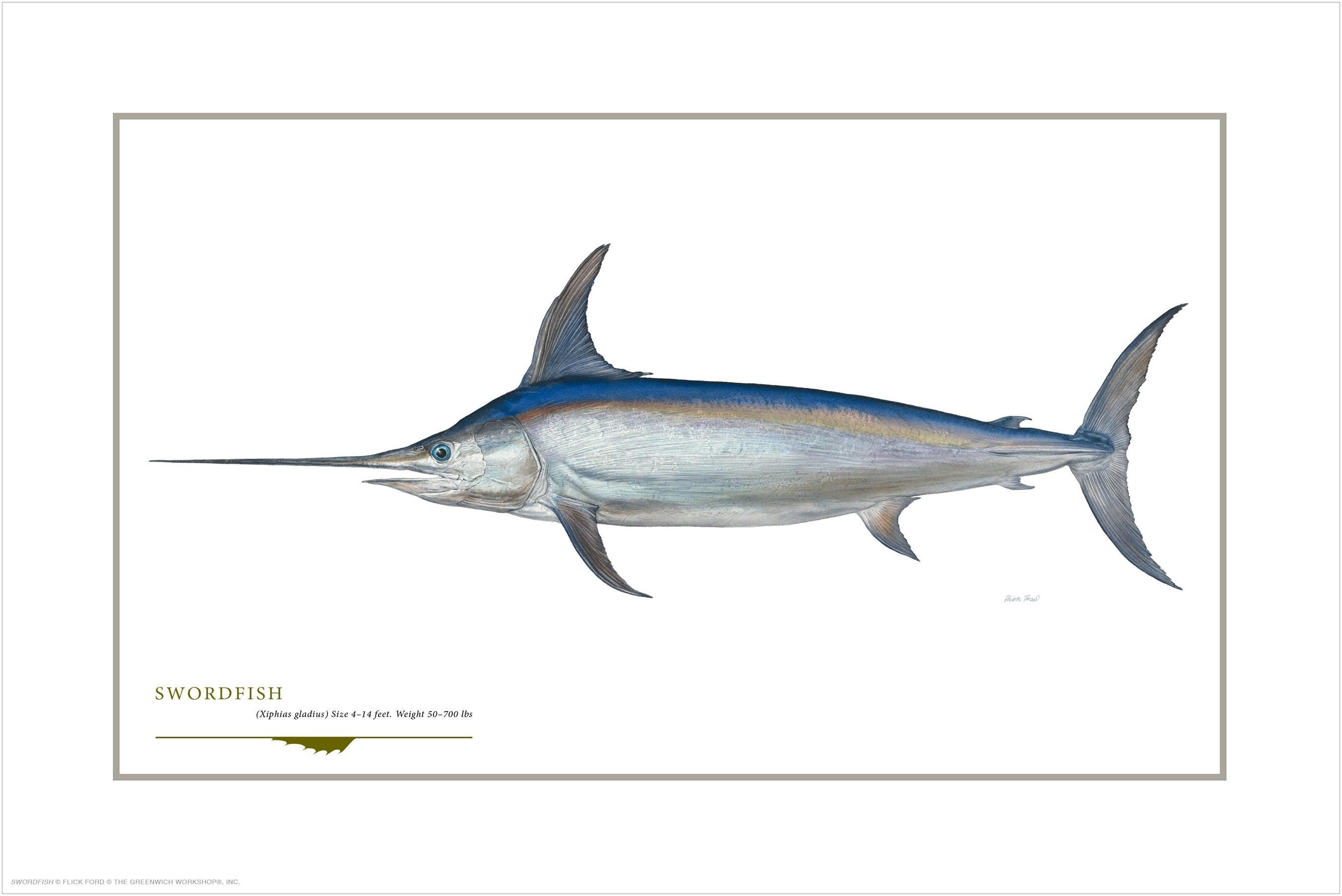 Impresión de edición abierta de pez espada de Flick Ford, pez pico grande, pez comestible de agua salada, arte de historia natural, arte de peces, imagen de pez de caza de agua salada