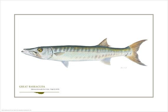 Great Barracuda Open Edition Print by Flick Ford, Southern