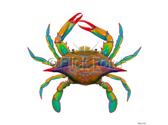 Masterworks Canvas Pop Art Maryland Blue Crab By Flick Ford Natural History Art Crab Painting Bright Colors Sea Creature Crustacean
