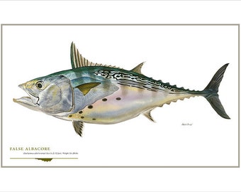 False Albacore Open Edition Print by Flick Ford, saltwater fly-fishing gamefish, natural history art, fish art, saltwater gamefish picture