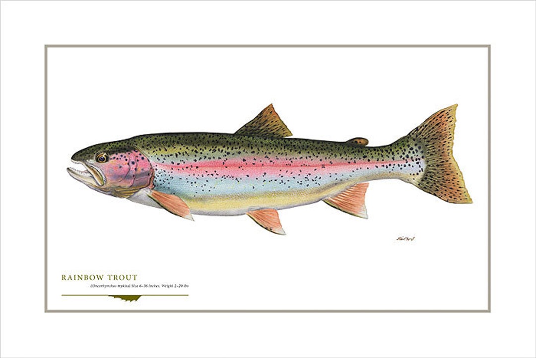 Rainbow Trout Open Edition Print by Flick Ford, Western Native