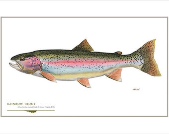 Rainbow Trout Open Edition Print by Flick Ford, Western native trout, 'bow, natural history art, fish art, freshwater gamefish picture