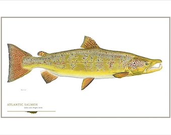 Atlantic Salmon Open Edition Print by Flick Ford, Eastern native salmon, natural history art, fish art, freshwater gamefish picture