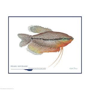 Pearl Gourami Open Edition Print by Flick Ford, wild gourami, Asian gourami, natural history art, fish art, tropical fish picture