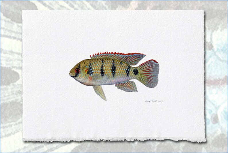 Wild African Butterfly Cichlid, Anomalochromis thomasi painting by Flick Ford, wild tropical fish, wild tropical fish original art, fish art image 1