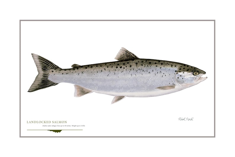 May include: A detailed illustration of a landlocked salmon, a freshwater fish with a silvery body and black spots. The fish is depicted swimming to the right, with its tail fin spread out. The caption below the fish reads "Landlocked Salmon (Salmo salar sebago)" and "Size up to 30 inches. Weight up to 12 lbs."