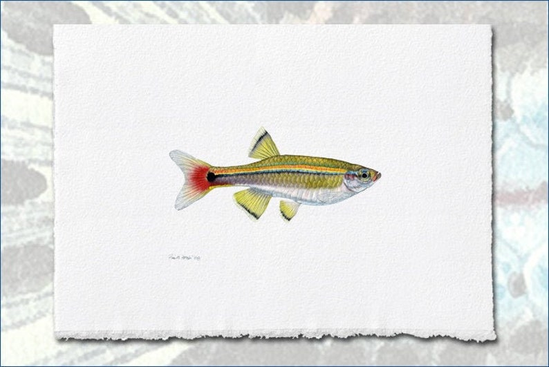 Wild White Cloud Mountain Minnow, Tanichthys albonubes painting by Flick Ford, wild tropical fish, wild tropical fish original art, fish art image 1