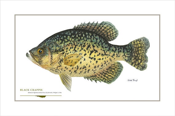 Black Crappie Open Edition Print by Flick Ford, Warm Water Gamefish,  Panfish, Natural History Art, Fish Art, Freshwater Gamefish Picture 