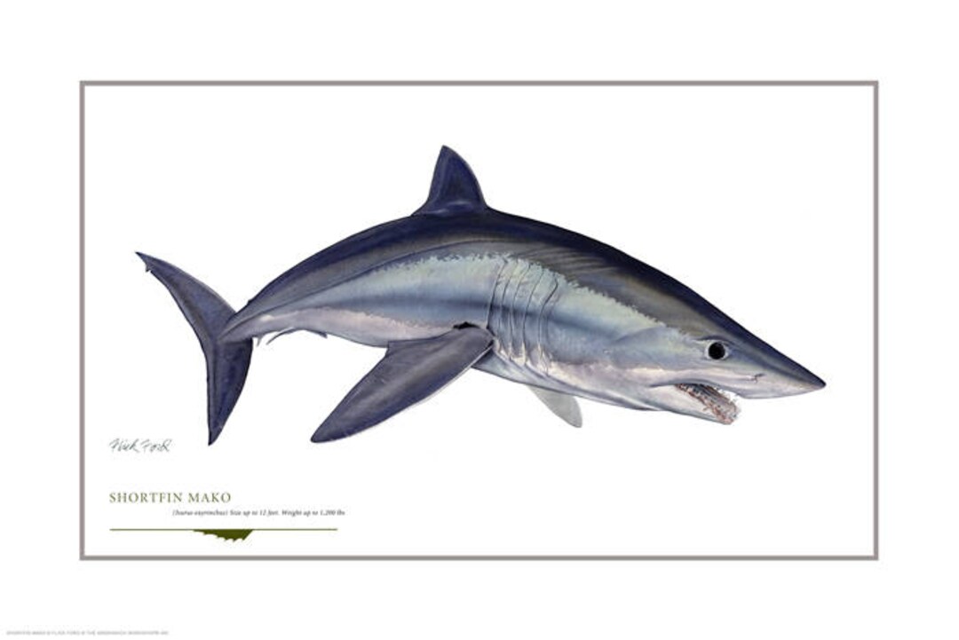 Shortfin Mako Shark Open Edition Print by Flick Ford, Blue Water