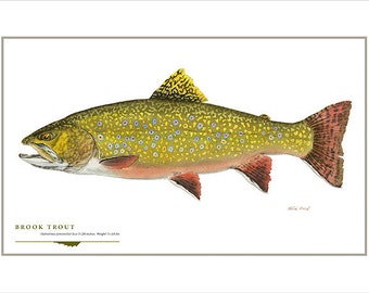 Brook Trout Open Edition Print by Flick Ford, Eastern native trout, brookie, coaster, natural history art, fish art, gamefish picture