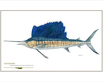Sailfish Open Edition Print by Flick Ford, large billfish, saltwater food fish, natural history art, fish art, saltwater gamefish picture