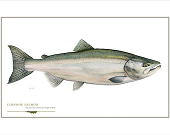 Chinook Salmon Open Edition Print by Flick Ford, Western native salmon, natural history art, fish art, freshwater gamefish picture