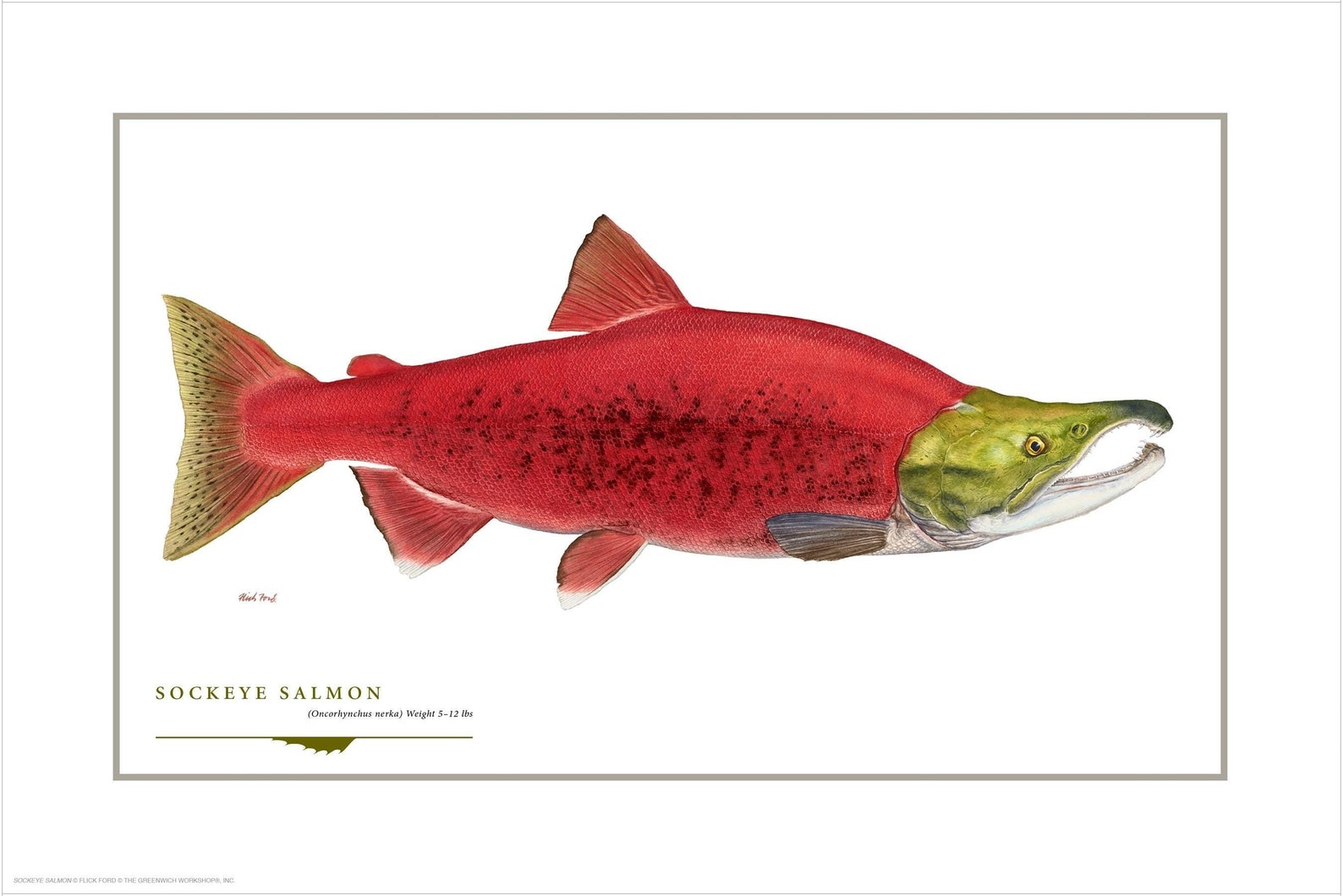 Sockeye Salmon Open Edition Print by Flick Ford, Western Native Salmon ...