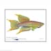 see more listings in the Tropical Fish Prints section