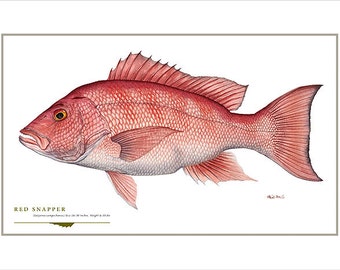 Red Snapper Open Edition Print by Flick Ford, saltwater food fish, natural history art, snapper, Florida fish art, Gulf Coast fish art