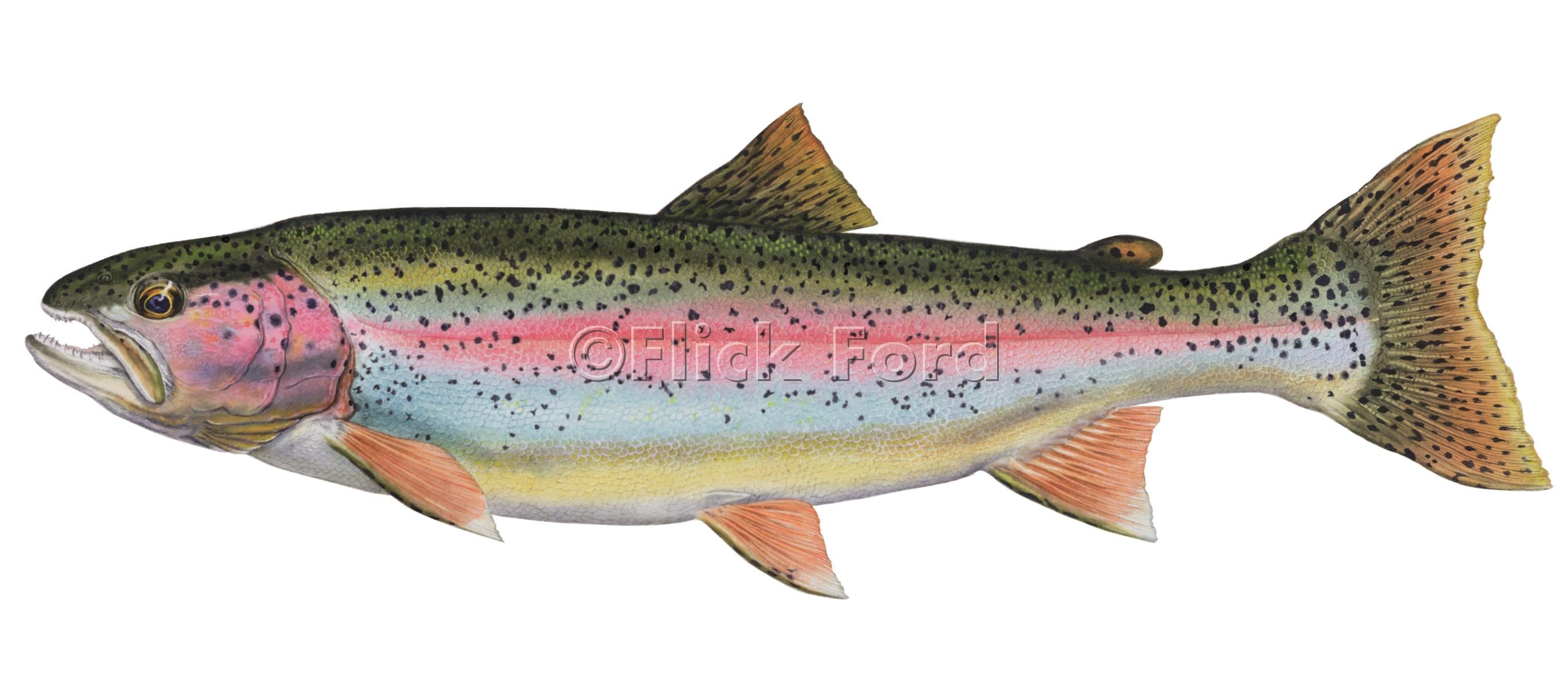 Rainbow Trout Open Edition Print by Flick Ford, Western