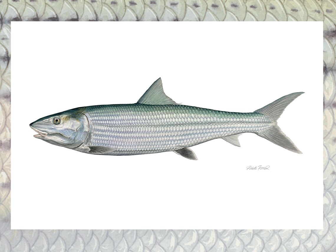Trophy Bonefish Limited Edition Print by Flick Ford, Trophy Record ...