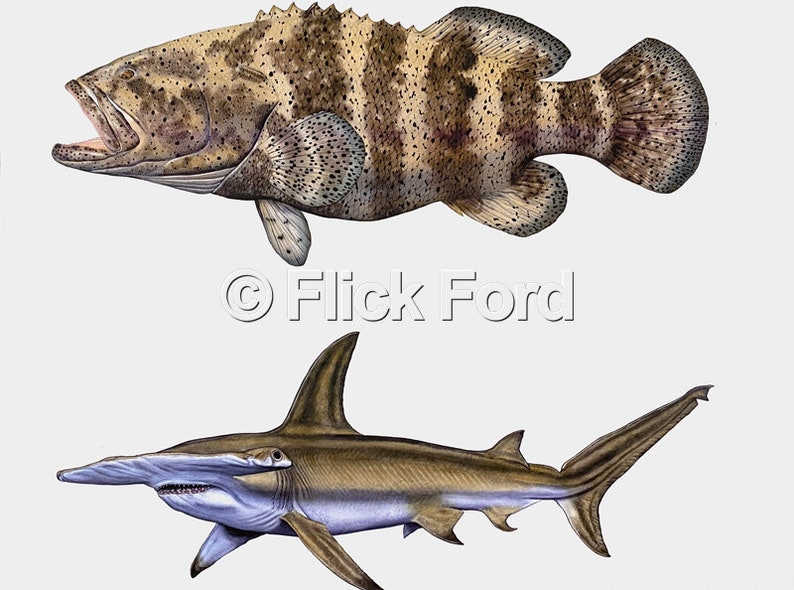 Goliath Grouper & Hammerhead Shark Color Proof by Flick Ford, Saltwater