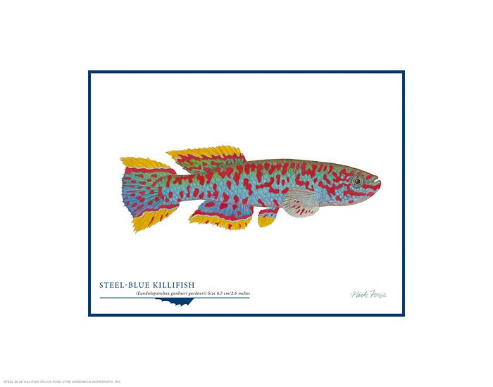 Steelblue Killifish Open Edition Print by Flick Ford Wild Etsy