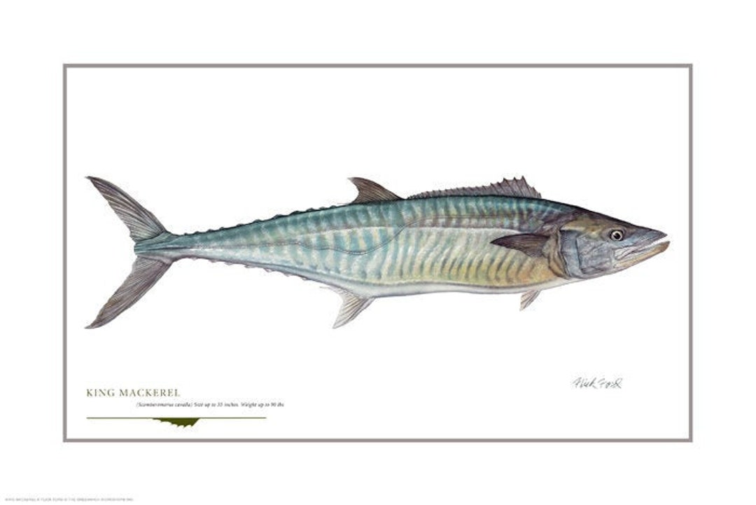 King Mackerel Open Edition Print by Flick Ford, Southern Gamefish,  Saltwater Food Fish, Fish Art, Saltwater Gamefish Picture -  UK