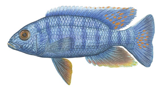 Electric Blue Hap Open Edition Print by Flick Ford, African