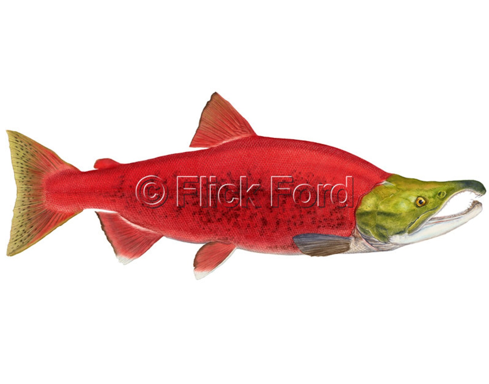 Sockeye Salmon Open Edition Print by Flick Ford, Western Native Salmon ...