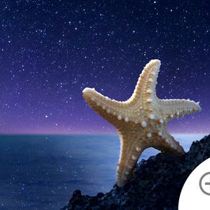May include: A white starfish on a dark rocky surface with a starry night sky and a dark blue ocean in the background.