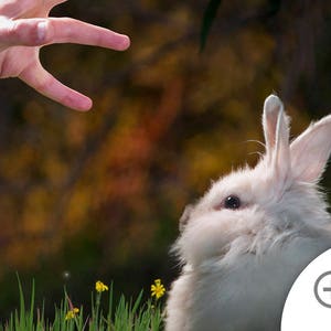 May include: A white fluffy rabbit with long ears looks up at a hand reaching out towards it. The rabbit is in a grassy field with yellow flowers.