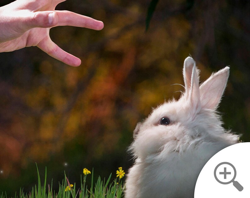 May include: A white fluffy rabbit with long ears looks up at a hand reaching out towards it. The rabbit is in a grassy field with yellow flowers.