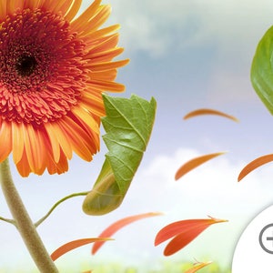 May include: A single orange gerbera daisy with a green leaf in the background. Petals are falling from the flower.