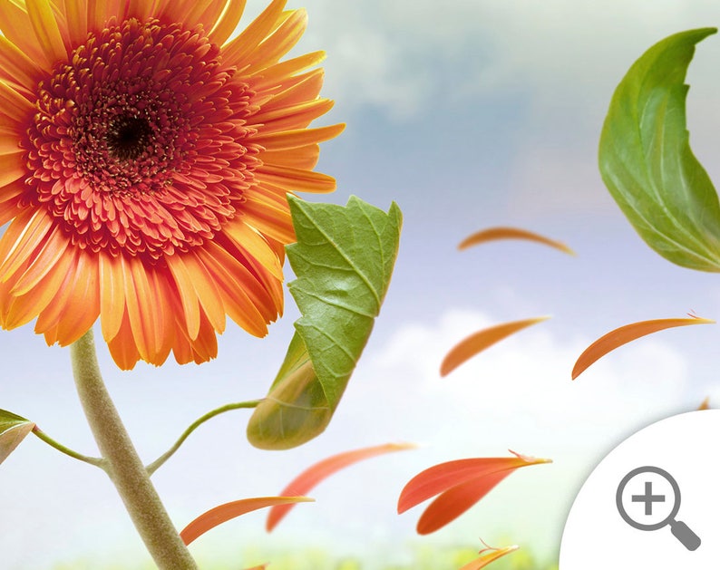 May include: A single orange gerbera daisy with a green leaf in the background. Petals are falling from the flower.