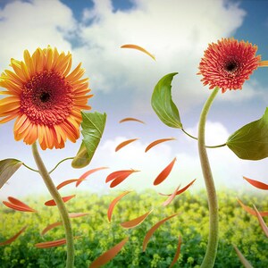May include: Two orange and red gerbera daisies with green leaves are blowing in the wind.  Petals are falling from the flowers and floating in the air.  The flowers are in a field of yellow flowers.