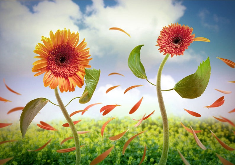 May include: Two orange and red gerbera daisies with green leaves are blowing in the wind.  Petals are falling from the flowers and floating in the air.  The flowers are in a field of yellow flowers.