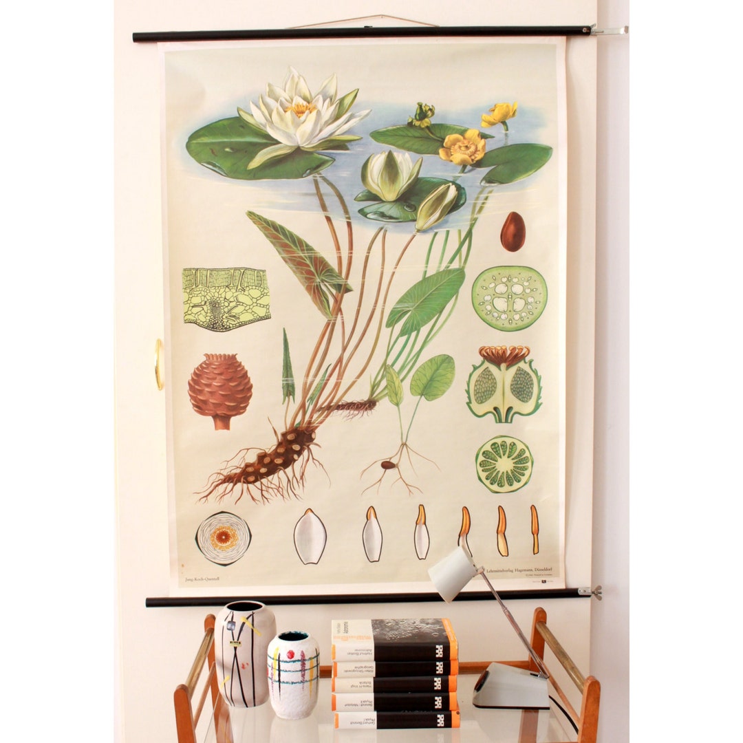 Vintage School Pull Down Chart Jung Koch Quentell White Water Lily ...