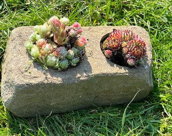 succulent planter/alpine planter/natural/sandstone/planter/plant pot/garden/real stone/