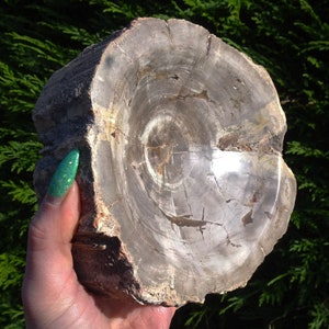 Extra Large Part Polished Petrified Wood Bowl - 1.820kg - 15.5cm Longest Length
