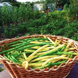Green and yellow bush beans, German green beans 30+30 s.