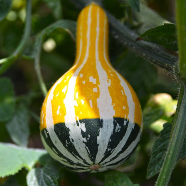 Mini bicolour gourd, mini bottle gourd seeds, 5 heirloom seeds from our garden
