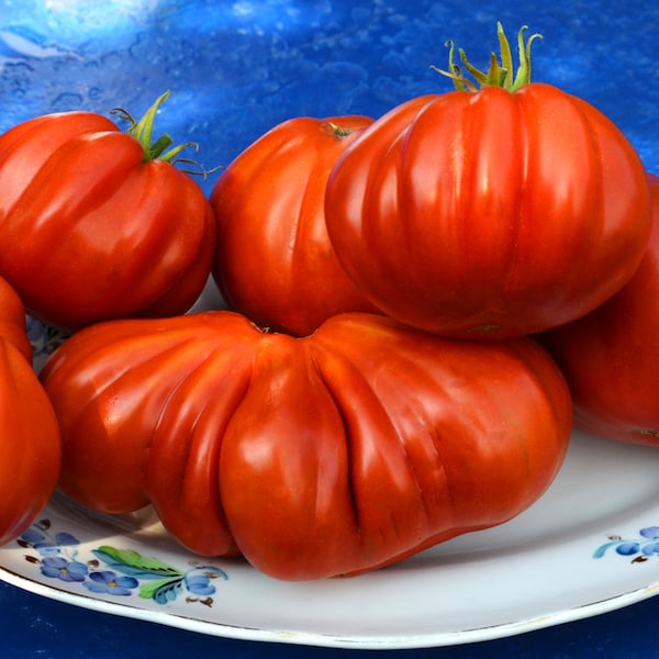 Samenechte Tomaten Albenga samen, Italienische Fleischtomaten Saatgut aus Eigenanbau