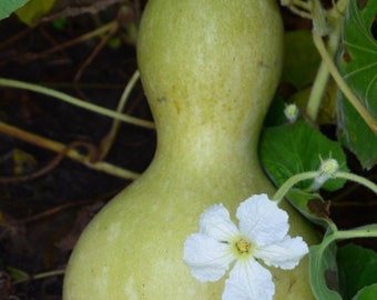 Bulgarian bottle gourd seeds,calabash gourds, open pollinated Seeds, Heirloom seeds