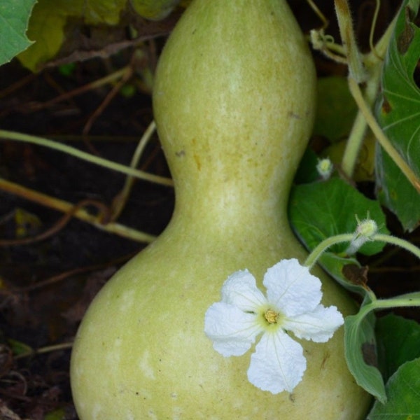 Graines de courge de bouteille bulgare, courges de calebasse, graines à pollinisation libre, graines d'héritage