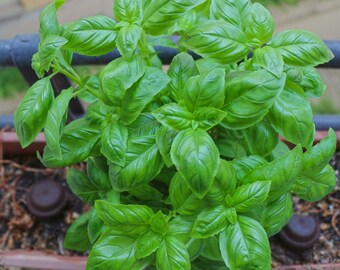 Limetten Basilikum 50 Samen Ocimum Basilicum Limettenbasilikum