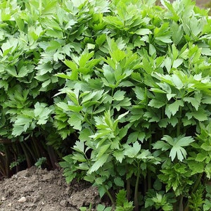 ラベージ、レヴィスティックム、マギクラウト、リーブシュテッケル エアルーム 50 + 種子