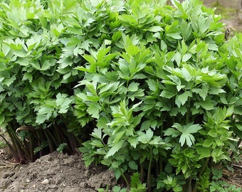 Lovage, Levisticum officinale heirloom.30 seeds for 30 plants