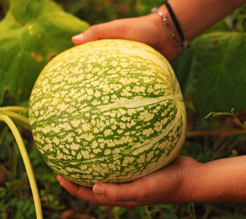 Angel's Hair Pumpkin Figleaf Gourd Blackseed Squash Etsy