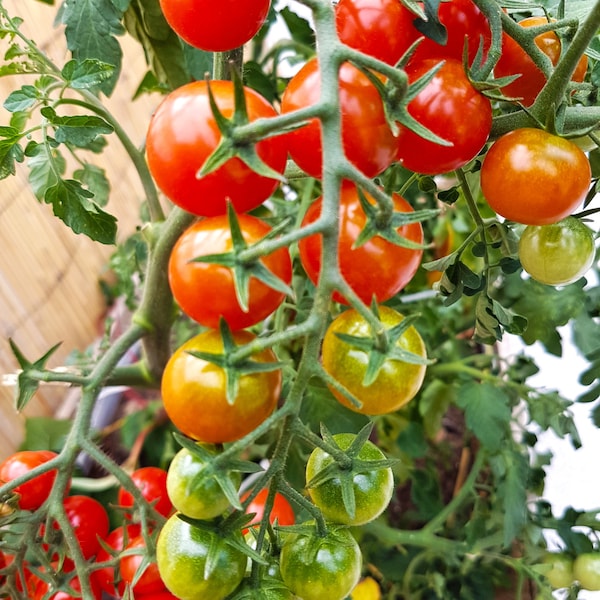 Mexikanische Honigtomaten,Süßeste Cocktailtomate,Cherytomaten Saat,Tomaten samen aus Eigenanbau