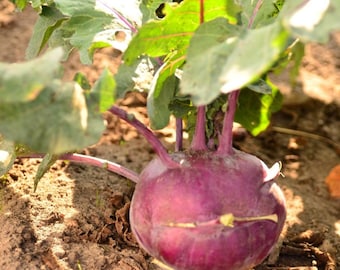 Kohlrabi or turnip cabbage seeds, blue or white heirloom seeds