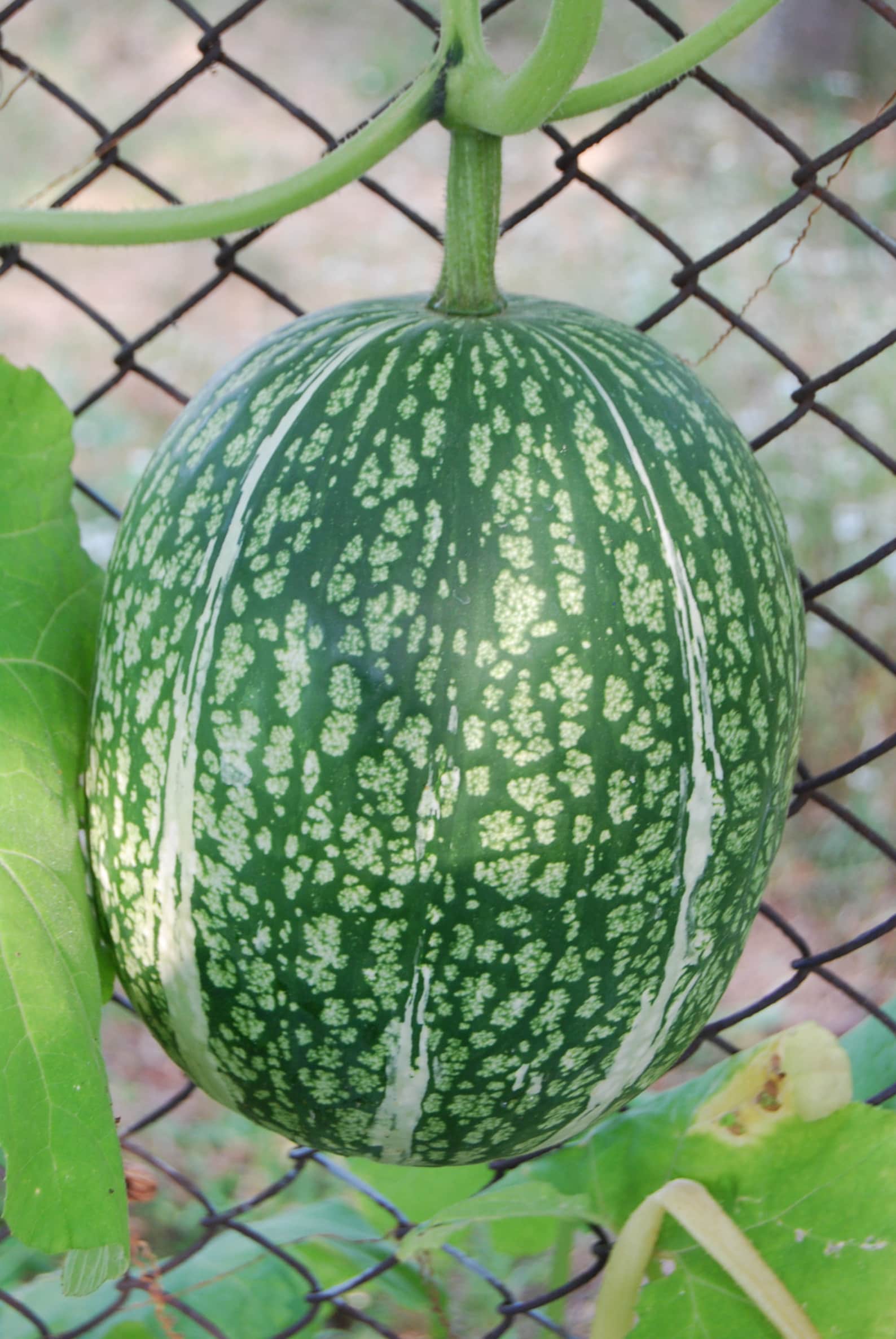 Angel's Hair Pumpkin Figleaf Gourd Blackseed Squash Etsy