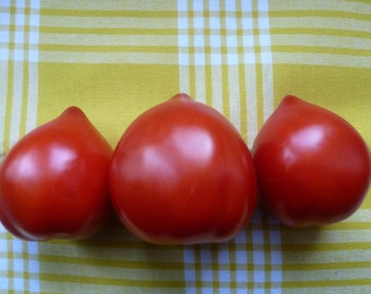 5 Heirloom! seeds Slivka Sokoladnaja Tomato
