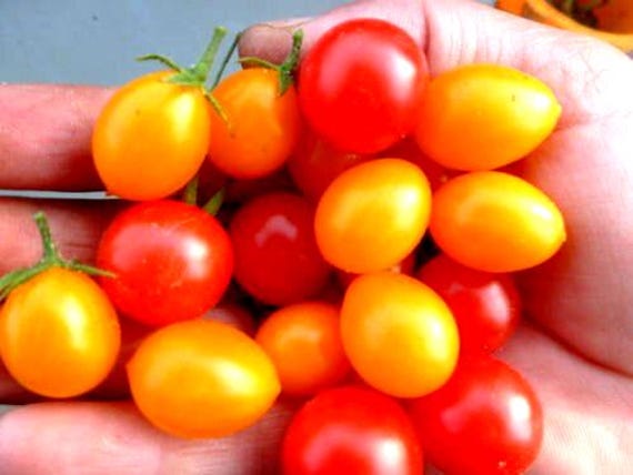 Wildtomaten, Minitomaten, Gemse Saatgut 20+ Samen aus Eigenanbau - Etsy.de
